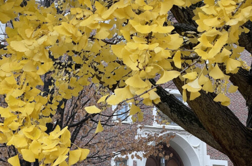 yellow leaves begin to fall in front of an ornate brick academic building