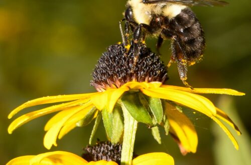 A close-up photograph of a bumblebee collecting pollen from a yellow Black-eyed Susan flower. The bee, covered in fine hairs and specks of pollen, clings to the dark brown center of the flower while extending its legs. The background is a soft, blurred green, emphasizing the bright yellow petals and the intricate details of the bee's body.