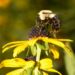 A close-up photograph of a bumblebee collecting pollen from a yellow Black-eyed Susan flower. The bee, covered in fine hairs and specks of pollen, clings to the dark brown center of the flower while extending its legs. The background is a soft, blurred green, emphasizing the bright yellow petals and the intricate details of the bee's body.